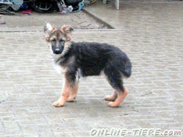 Biete Altdeutsche Sch&auml;ferhunde wegen Zuchtaufgabe