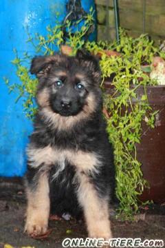 Biete Altdeutsche Sch&auml;ferhunde