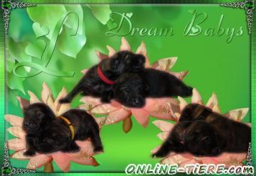 Biete Altdeutsche sch&auml;ferhundwelpen