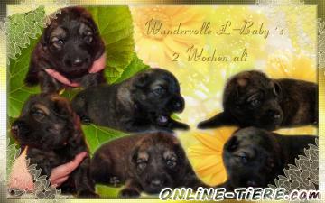 Biete Altdeutsche sch&auml;ferhundwelpen