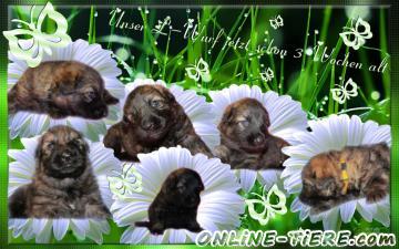 Biete Altdeutsche sch&auml;ferhundwelpen