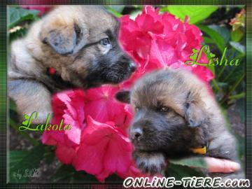 Biete Altdeutsche sch&auml;ferhundwelpen