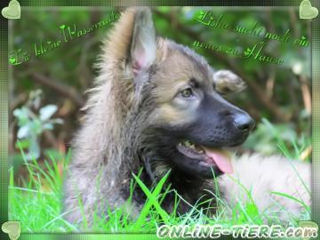 Biete Altdeutsche sch&auml;ferhundwelpen