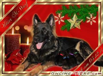 Biete Altdeutsche sch&auml;ferhundwelpen