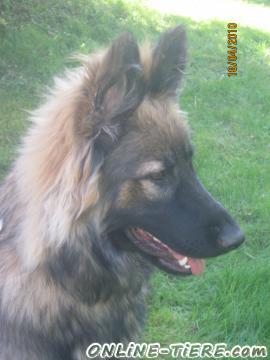 Biete Altdeutsche Sch&auml;ferh&uuml;ndin