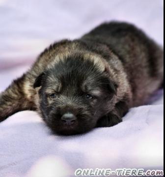 Biete Altdeutscher Schäferhund