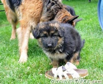 Biete Altdeutscher Schäferhund