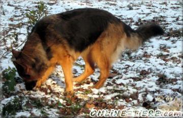 Biete Altdeutscher Schäferhund