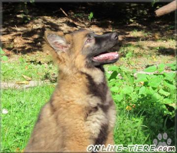 Biete Altdeutscher schäferhund