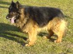Biete 