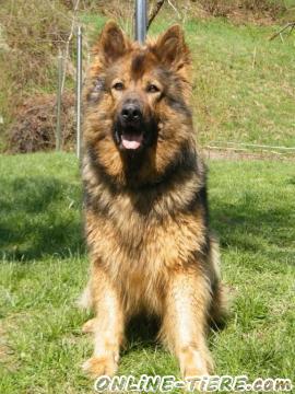 Biete Altdeutscher Sch&auml;ferhund