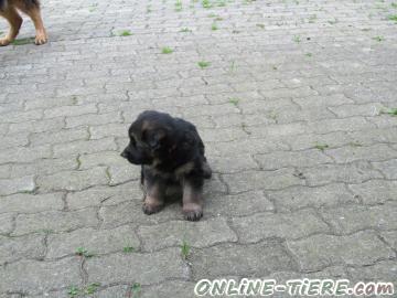 Biete Altdeutscher Sch&auml;ferhund