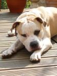 Suche American Bulldog Rde