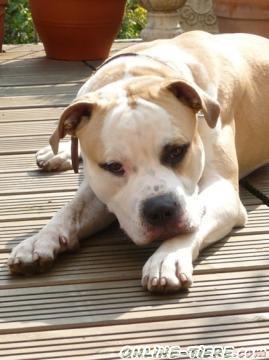 Suche American Bulldog R&uuml;de