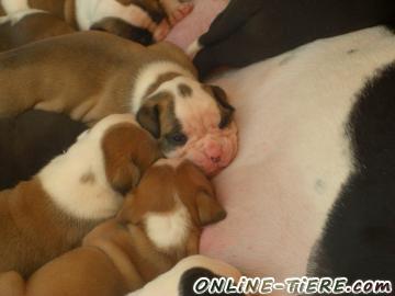 Biete American bulldog