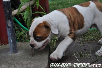 Biete American Bulldog