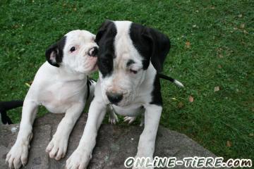 Biete American Bulldog