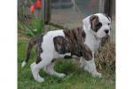 Biete American Bulldog