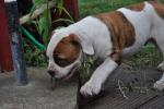 Biete American Bulldog