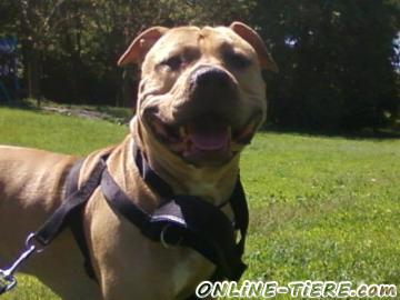 Biete American Pitbull