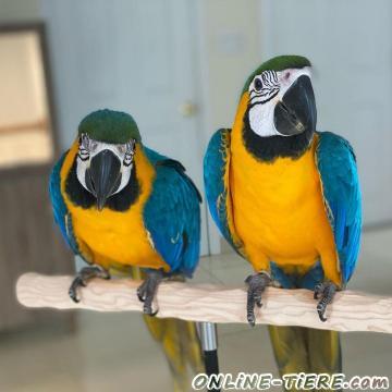Biete Ara-Papageien