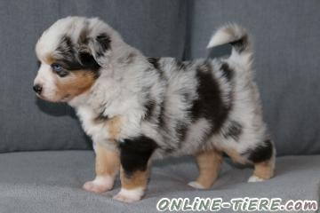 Biete Australian ,Shepherd