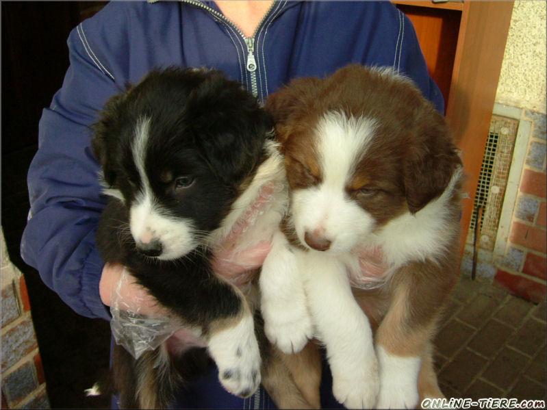 Biete Australian Shepherd, Border Collie Mix