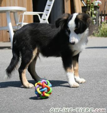 Biete Australian Shepherd Welpen