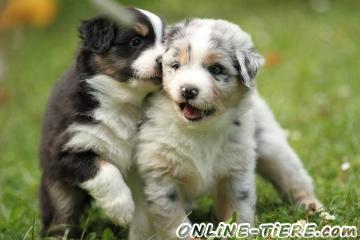 Biete Australian Shepherd Welpen