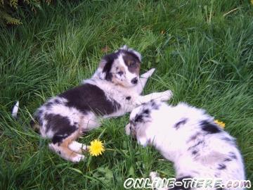 Biete Australian Shepherd Welpen