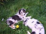 Biete Australian Shepherd Welpen