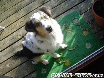 Biete Australian Shepherd