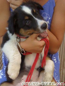 Biete Australian Shepherd