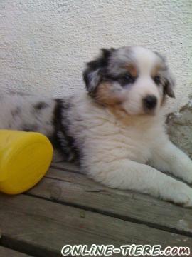 Biete Australian Shepherd