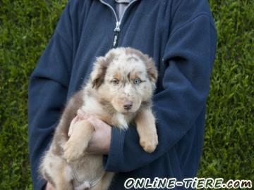 Biete Australian Shepherd