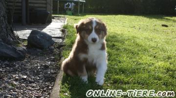 Biete Australian Shepherd