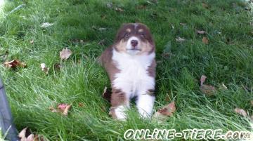 Biete Australian Shepherd