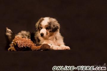 Biete Australian Shepherd