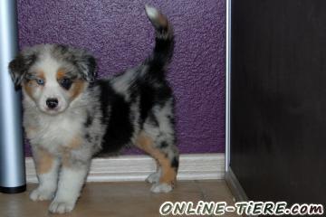 Biete Australian Shepherd