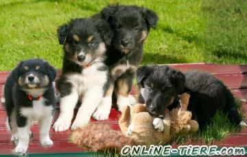 Biete Australian Shepherd