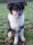 Biete Australian Shepherd