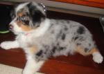 Biete Australian Shepherd