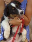 Biete Australian Shepherd