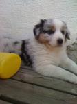 Biete Australian Shepherd