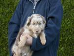 Biete Australian Shepherd