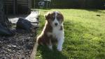 Biete Australian Shepherd