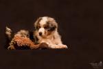 Biete Australian Shepherd