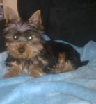 Biete Australian Silky Terrier(grerer Yorki)