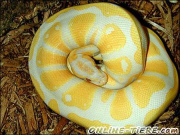 Biete Ballpython