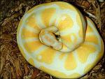 Biete Ballpython